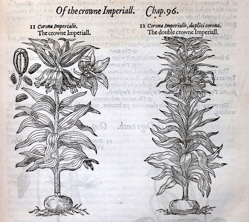Corona Imperialis Kaiserkrone C Dr. Stefan Schneckenburger